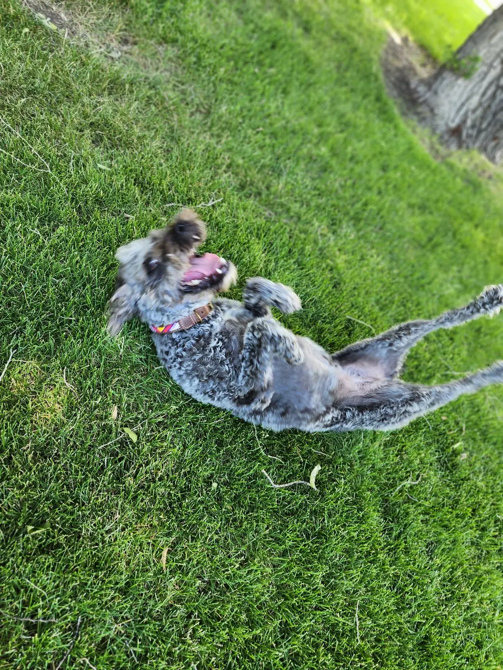 A grey curly-coated dog stretched out on the grass, woven collar visible