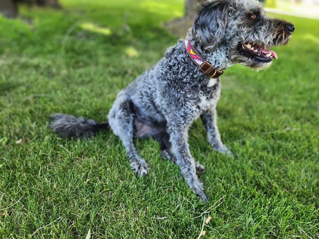 A grey curly-coated dog sitting in the grass wearing a woven collar