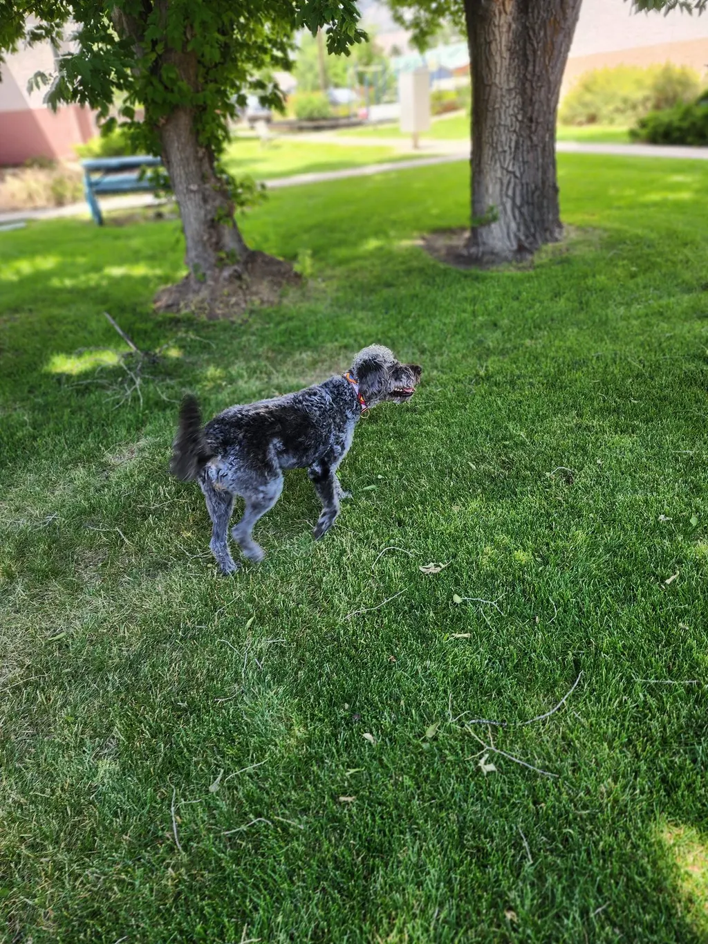 A grey curly-coated dog standing on a shady lawn under tall trees