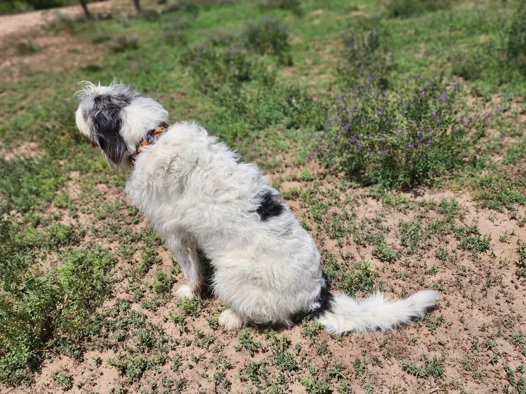 A shaggy white sheepdog mix sitting among desert brush