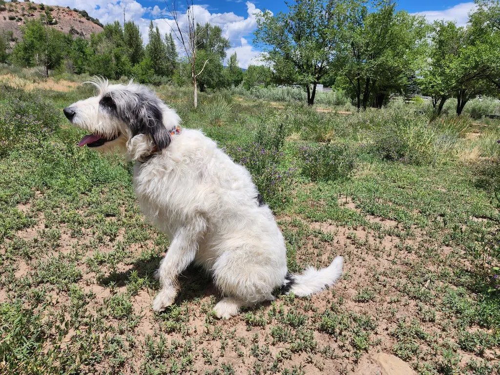 A white sheepdog mix sitting in a meadow below trees and blue sky