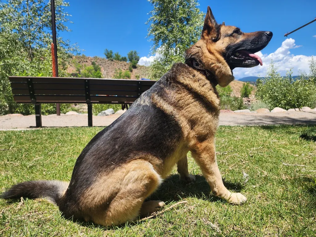 A German shepherd sitting beside a park bench under a blue sky