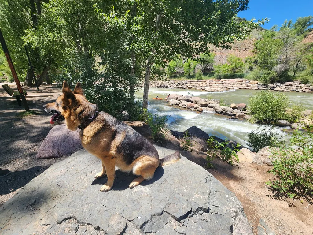 A German shepherd on a boulder beside a mountain river