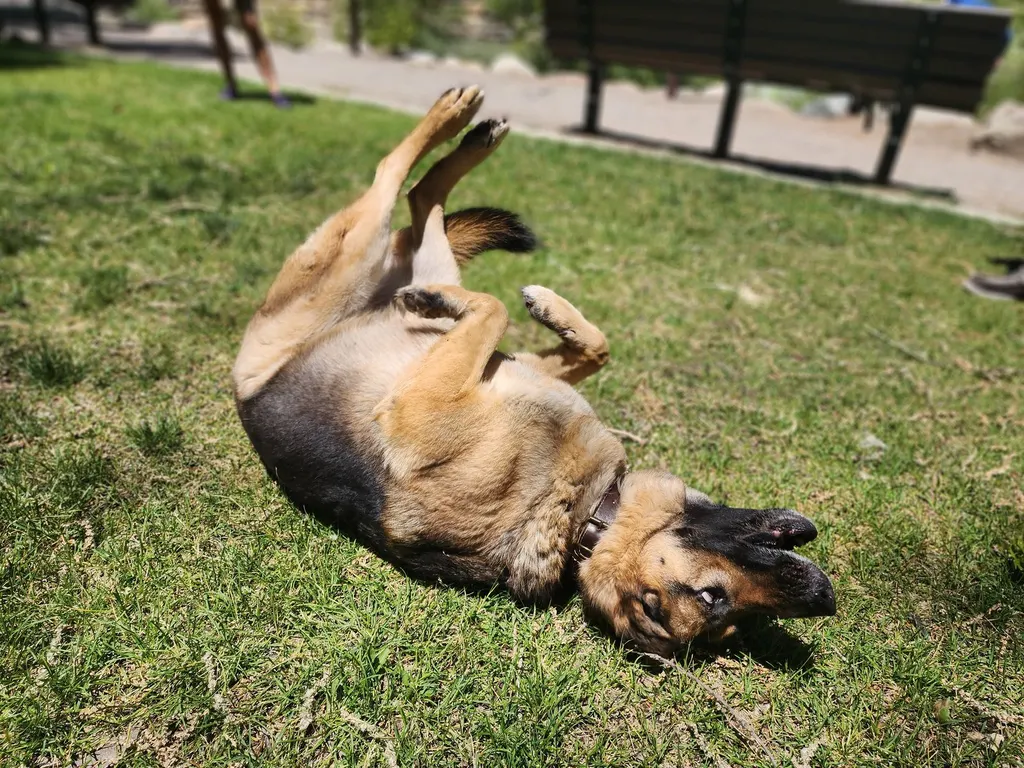 A German shepherd rolling on its back in the grass