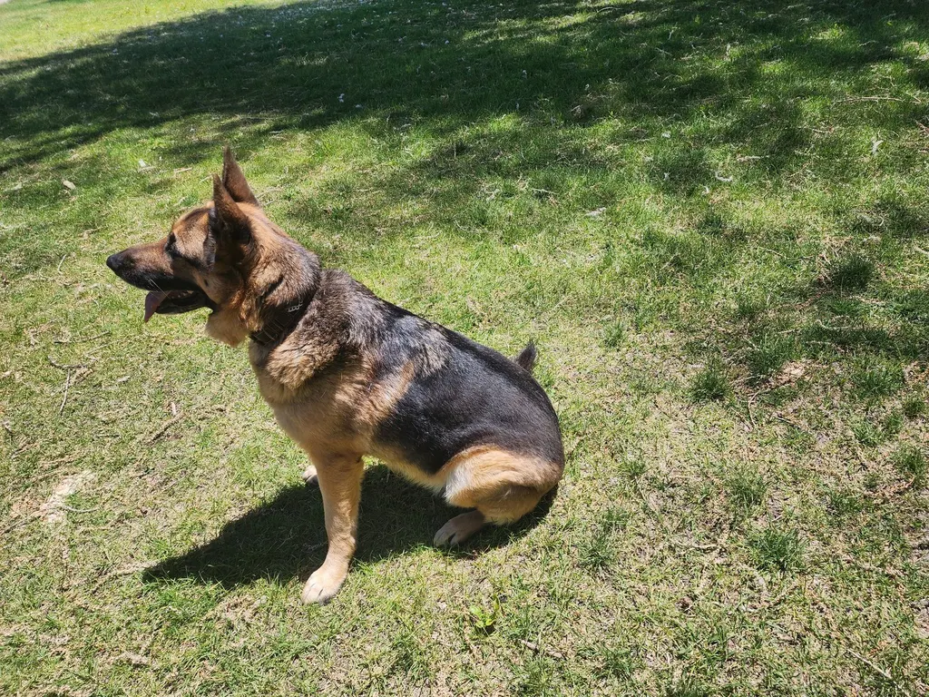 A German shepherd sitting on a sunny grass slope
