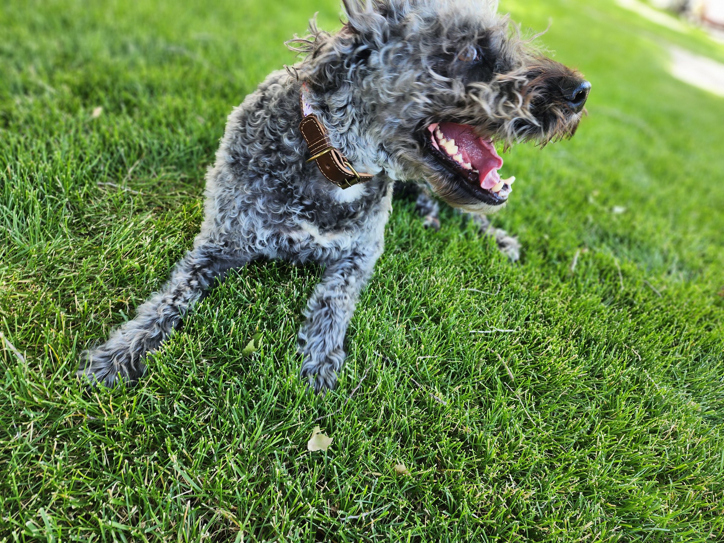 A grey curly dog grinning on the grass, woven collar at its neck